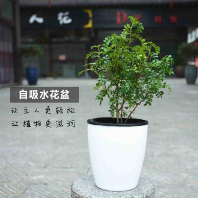 China Convenient Wall Mounted Flower Pot White Self Watering Flower Pot for sale