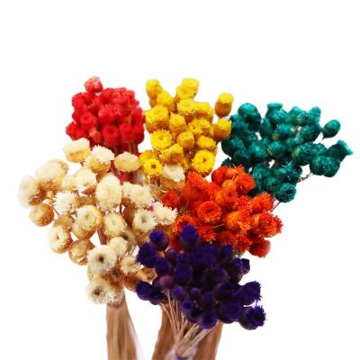 China Natural Touch Flowers Brazil Happy Flowers Decoration Dry Home Flowers for sale