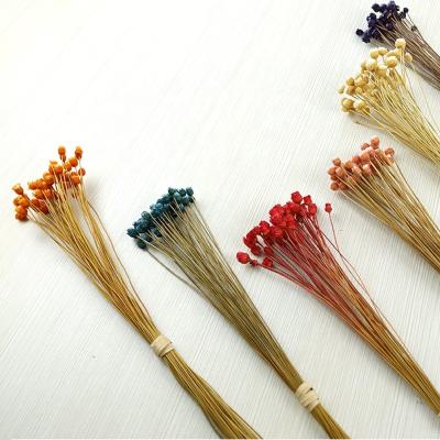 China Natural Touch Wholesale Dried Flowers Brazil Happy Flower Natural Simulation Dried Flowers 50pcs/bundle for sale