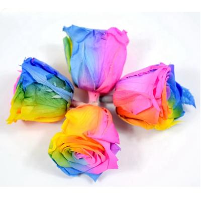 China Natural Contact Manufacturer Wholesale Preserved Rainbow Rose Flower Head Class A Preserved Rose Head for sale