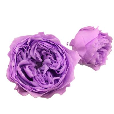 China Real Rose Size preserved romantic 2 or 3 cm. Real natural lasting everlasting Austin rose head in multiple colors reserved for DIY forever flower box for sale