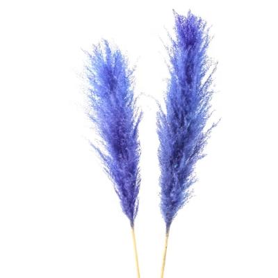 China Wholesale Indor Natural Dried Pampas Grass Decoration 100 Cm Dried Flowers For Wedding Decoration Pampas Grass for sale