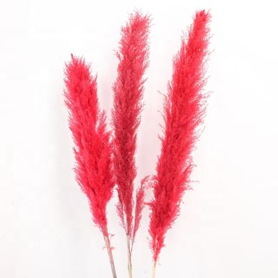 China The Indor Popular New Decoration Products Pampas Grass Dry Natural Pampas Grass Feather Flower Phragmites for sale