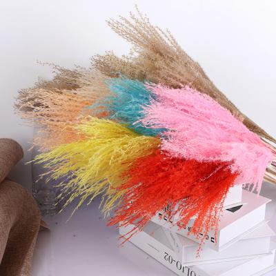 China Wholesale Natural Touch Pampas Grass Miscanthus Flower Ponytail White Red-Pink Natural Dry Beater Small For Bouquet Decoration for sale