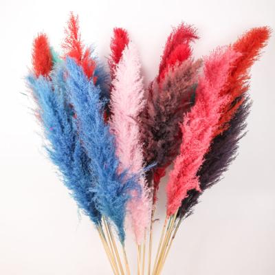 China Natural Touch Amazon Hit Dried Flowers Pampas Grass Natural Fluffy Tall Pampas Grass For Decoration for sale