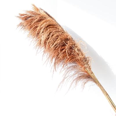 China Natural Plant Direct High Quality Dried Flowers Touch Pampas Grass The Large Fluffy Pampas Dried Reed For Wedding Decoration for sale