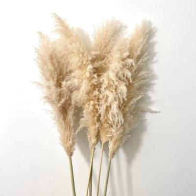 China Natural Touch Pampas Grass Natural Color 70-120CM Wholesale Large Reed Dried Flower Fluffy For Flower Arrangement Living Room Decoration for sale