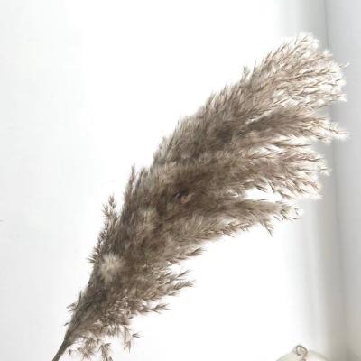 China Touch Flower Natural Decorative Fluffy Reed Dried Pampas Grass 70-120CM Tall For Wedding Venue Decoration for sale