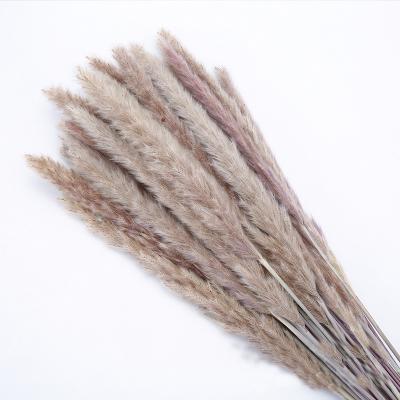 China Factory Touch Natural Dry Feather Tubular Bulk Purchase Wholesale Price Natural Decorative Pampas Grass for sale