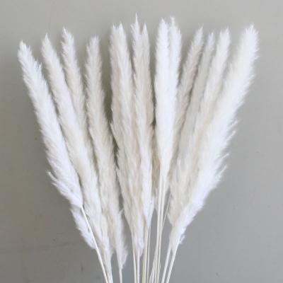 China Designs Hot Sale Natural Fluffy 45-60CM Dried Pampas Grass Small Tiny Reed Dried Flower White For Wedding Holiday Decoration for sale