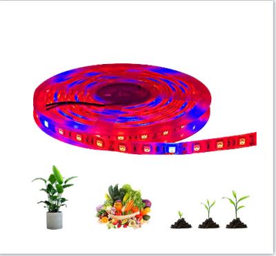 China Led Garden Plant Grow Lightweight Waterproof 12V SMD5050 Led Strip Indoor Full Spectrum For Cultavation Plant Growth for sale