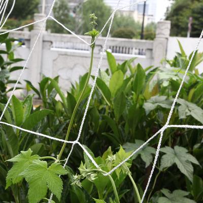 China Plant Support Heavy Duty 5' x15 Nylon Garden Plant Support Trellis Climbing Net for sale