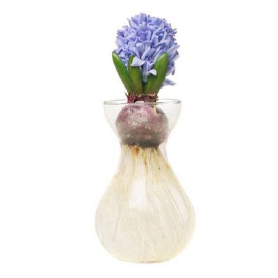 China New classic/postmodern hydroponic vase, home modern glass flower vase, colorful Hyacinth Vase factory price for sale