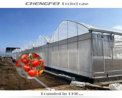 China Multi-span Agricultural Greenhouse-Stable Hot Sale Structure Plastic Greenhouses For Tomatoes for sale