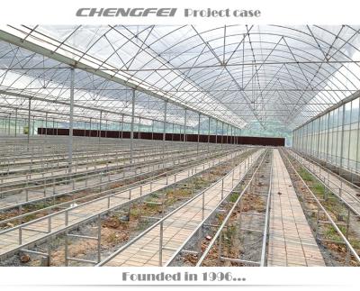 China Stable Structure Large Scale Commercial Plastic Film Greenhouse for sale