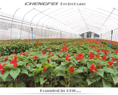 China Easy To Assemble And Stable Structure Tunnel Greenhouse Irrigation And Hydroponic Growing System Greenhouse for sale