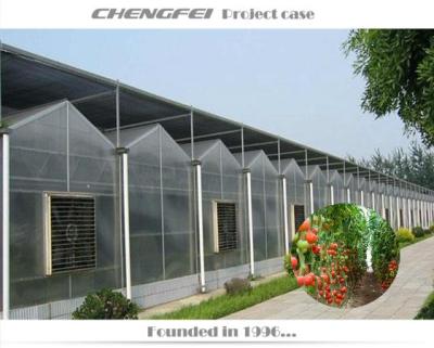 China Multi-span Stable Commercial Polycarbonate Vegetable Structure Greenhouses for sale