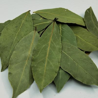 China The best green color dried dry berry leaves/bay leaf for sale