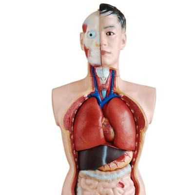 China Medical College Hospital School Medical Science Training Model Anatomical Male Torso With 19 Parts BC1031-001 for sale