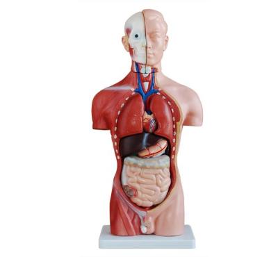 China Anatomical Male Torso Medical School Hospital Medical Teaching Training Model with 13 Parts BC1031-002A for sale