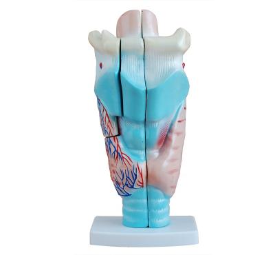 China Medical Faculty Hospital School Training Model Magnified Human Larynx Medical Teaching Model BC1101-01 for sale