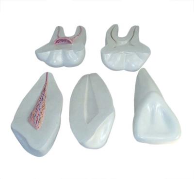 China BC1101-05 Medical Faculty Hospital School Medical Teaching Training Model Human Teeth Expansion Model for sale