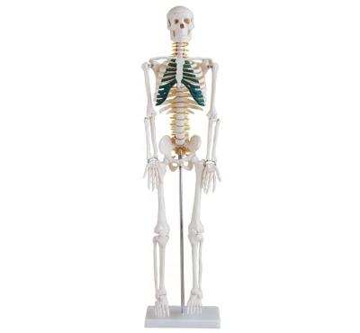 China Medical School Human 85cm Skeleton With Spinal Nerve School Medical Teaching Trainning Model BC1025-02A for sale