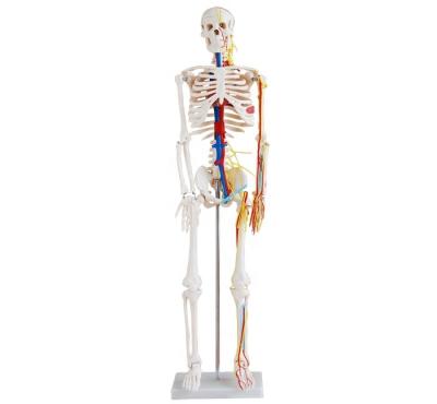 China Medical School Human 85CM Skeleton With Nerves And Blood Vessels School Medical Teaching Training Model BC1025-02B for sale