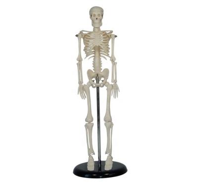 China Shanghai Medical College Human 45CM Mini Skeleton School Medical Teaching Training Model BC1025-03 for sale