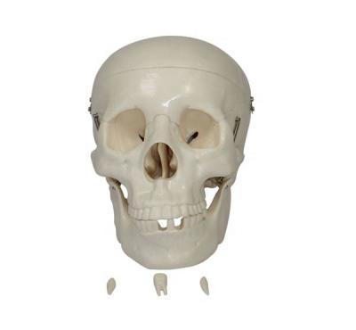 China Shanghai Medical College Human Life Size Skull School Medical Teaching Training Model BC1025-04 for sale