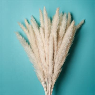 China Natural Touch Hot-selling Amazon Pampas Grass Dried Flowers Everlasting Flowers Home Wedding Decoration Customized Pampas Grass for sale