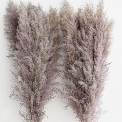 China Eco-friendly New Style Natural Dry Flower Gray Pampas Grass For Indoor Decorative Outdoor Decoration for sale