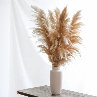 China Eco-friendly Dried Natural Dried Pampas Grass Flower Pampas Grass For Wedding Decoration for sale