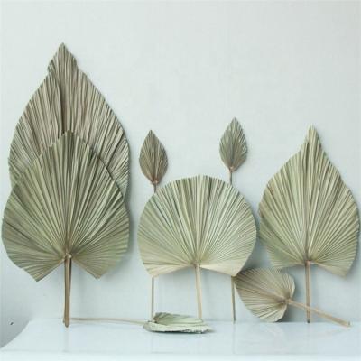 China Flower factory direct wedding decoration natural dry flower grass natural palm leaf for sale