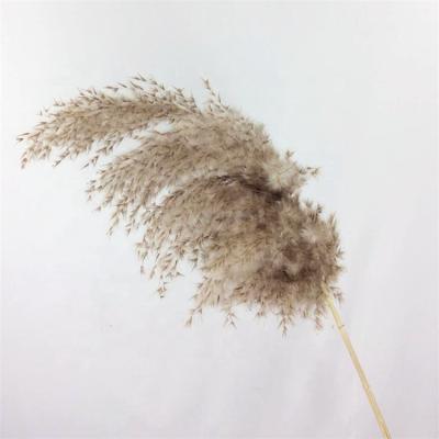 China Environmental Protection Green Amazon Dried Brown Pampas Small Fluffy Feather Flower Dried Pampas Grass For Decoration for sale