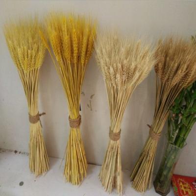 China New green natural ware grass natural environmental protection wheat flower for decoration for sale