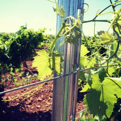 China Easily Assembled Hot-Dipped Galvanized Steel Grape Vineyard Post Metal Vineyard Trellis Post for sale