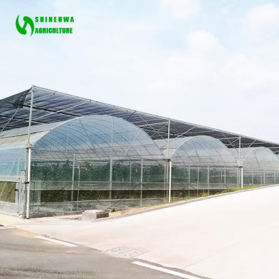 China Multi-Span PE Film Agricultural Greenhouse With Hydroponics Growing System for sale