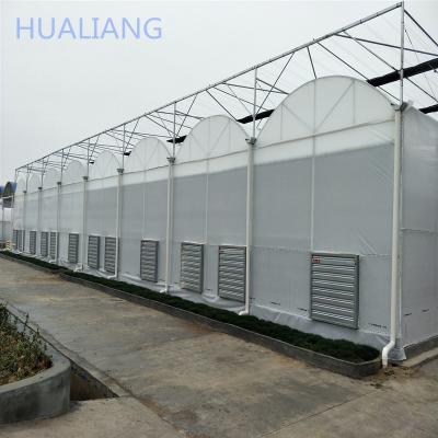 China Commercial Film Greenhouse Multi-Span Film Greenhouse With Hydroponic System For Tomato And Lettuce for sale