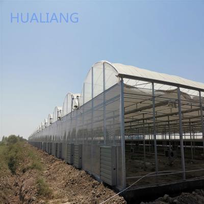 China Commercial Film Greenhouse Multi-Span Film Greenhouse With Coconut Coir System For Tomato Cultivation for sale