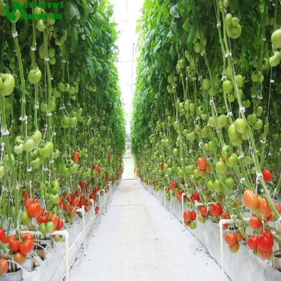 China Hydroponic Growing Hydroponics And Rock Wool System Used For Greenhouse Tomato Growing for sale