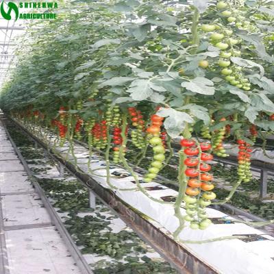 China Fruit Vegetable Planting Soilless Coconut Coir Crop For Fruit Vegetable/Tomato/Eggplant/Cucumber for sale