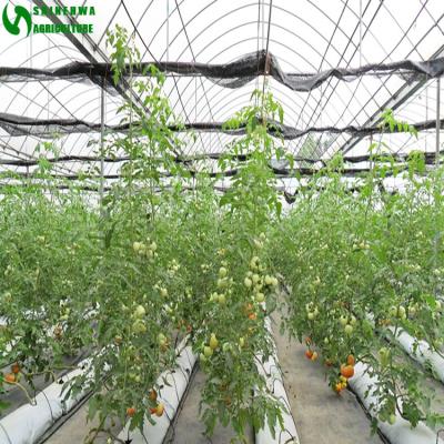 China Easy Growing Coconut Coir Sack Substrate Culture Used For Tomato Breeding for sale