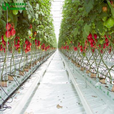 China Easy Growing Rockwool Cultivation Used In Multi Span Agricultural Greenhouse For Vegetable Growing for sale