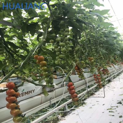 China Vegetable fruits flowers rock wool hydroponic system used for tomato and cucumber for sale