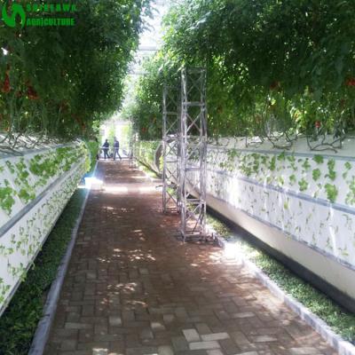 China Aeroponics Easy Growing System Aeroponics For Greenhouse Agricultural Hydroponics For Vegetable Growing On Sale for sale