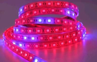 China DC12V 12W / M LED SMD LED Strip Light LED Grow Light CE RoHS FCC for sale