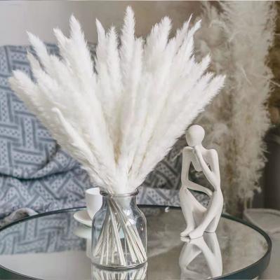 China 15pcs/set Pampas Nature Dry Flower Decoration Party Wedding HEN Decorative Natural Reed Dry Flower Pampas Flower Bouquet 15pcs/set Real for sale