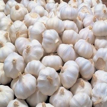 China Garlic from new fresh fresh white crops garlic AND GARLIC POWDER for sale