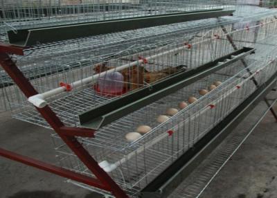 China El pollo del equipo de la avicultura de la parrilla del ahorro de espacio Egg el equipamiento agrícola en venta